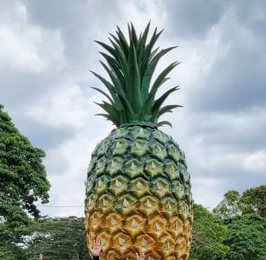 pinapple